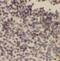 Distal-Less Homeobox 4 antibody, FNab02419, FineTest, Immunohistochemistry frozen image 