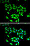 Chaperonin Containing TCP1 Subunit 3 antibody, 22-303, ProSci, Immunofluorescence image 