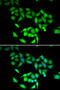 T-complex protein 1 subunit gamma antibody, 22-303, ProSci, Immunofluorescence image 