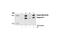 CAMP Responsive Element Binding Protein 1 antibody, 9196L, Cell Signaling Technology, Western Blot image 