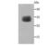 Sarcoglycan Gamma antibody, NBP2-66859, Novus Biologicals, Western Blot image 