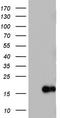 Interleukin 1 Receptor Antagonist antibody, TA803484BM, Origene, Western Blot image 