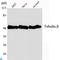 Tubulin Beta 1 Class VI antibody, LS-C813140, Lifespan Biosciences, Western Blot image 
