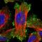 ERC1 antibody, HPA019513, Atlas Antibodies, Immunofluorescence image 