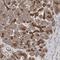 Small ArfGAP2 antibody, HPA024424, Atlas Antibodies, Immunohistochemistry frozen image 