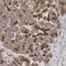 Stromal membrane-associated protein 2 antibody, HPA024424, Atlas Antibodies, Immunohistochemistry frozen image 