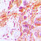 Caspase 8 antibody, LS-C351934, Lifespan Biosciences, Immunohistochemistry paraffin image 