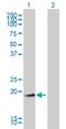 Gastrokine-1 antibody, H00056287-M01, Novus Biologicals, Western Blot image 