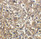 Interleukin 1 Receptor Associated Kinase 1 antibody, 2355, QED Bioscience, Immunohistochemistry frozen image 