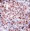 hRap1 antibody, LS-C161803, Lifespan Biosciences, Immunohistochemistry paraffin image 