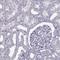 Acid Sensing Ion Channel Subunit 2 antibody, HPA052112, Atlas Antibodies, Immunohistochemistry frozen image 