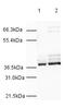 Heterogeneous Nuclear Ribonucleoprotein A1 antibody, ab4791, Abcam, Western Blot image 