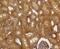 Caspase 2 antibody, NBP2-67333, Novus Biologicals, Immunohistochemistry paraffin image 