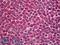 Aurora Kinase B antibody, LS-B6592, Lifespan Biosciences, Immunohistochemistry frozen image 