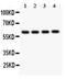 Cell Adhesion Molecule 1 antibody, PA5-78905, Invitrogen Antibodies, Western Blot image 