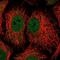 NAD Kinase antibody, PA5-65779, Invitrogen Antibodies, Immunofluorescence image 