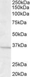 Syntaxin 6 antibody, 46-449, ProSci, Western Blot image 