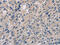 Inosine Monophosphate Dehydrogenase 1 antibody, CSB-PA562817, Cusabio, Immunohistochemistry frozen image 