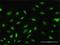 ADP Ribosylation Factor Like GTPase 6 Interacting Protein 4 antibody, H00051329-D01P, Novus Biologicals, Immunocytochemistry image 