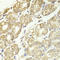 Catenin Delta 1 antibody, LS-C331607, Lifespan Biosciences, Immunohistochemistry frozen image 
