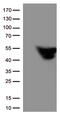 GFAP antibody, UM570005, Origene, Western Blot image 