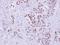 N-Acetylneuraminate Synthase antibody, NBP2-19470, Novus Biologicals, Immunohistochemistry frozen image 