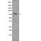 Calpain Small Subunit 2 antibody, PA5-64658, Invitrogen Antibodies, Western Blot image 