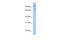 Leucine Carboxyl Methyltransferase 2 antibody, 26-345, ProSci, Western Blot image 