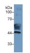 Fatty Acid Binding Protein 3 antibody, LS-C723358, Lifespan Biosciences, Western Blot image 