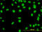 YY1 Transcription Factor antibody, LS-B5549, Lifespan Biosciences, Immunofluorescence image 
