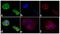 Insulin Receptor antibody, GTX25680, GeneTex, Immunofluorescence image 