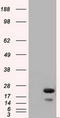 RAB17, Member RAS Oncogene Family antibody, LS-C115259, Lifespan Biosciences, Western Blot image 