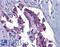 Glucosamine--fructose-6-phosphate aminotransferase [isomerizing] 1 antibody, LS-A9979, Lifespan Biosciences, Immunohistochemistry frozen image 