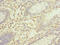 Sorbin And SH3 Domain Containing 3 antibody, CSB-PA022406LA01HU, Cusabio, Immunohistochemistry frozen image 