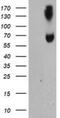 Acyl-CoA Synthetase Medium Chain Family Member 5 antibody, NBP2-01874, Novus Biologicals, Western Blot image 