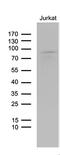 Leucine Zipper Tumor Suppressor 1 antibody, M06359, Boster Biological Technology, Western Blot image 