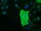 Butyrophilin Subfamily 1 Member A1 antibody, NBP2-02864, Novus Biologicals, Immunofluorescence image 