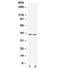 NDRG Family Member 2 antibody, R32351, NSJ Bioreagents, Western Blot image 