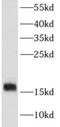 Myoglobin antibody, FNab05515, FineTest, Western Blot image 