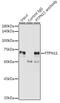 Protein Tyrosine Phosphatase Non-Receptor Type 11 antibody, GTX35210, GeneTex, Immunoprecipitation image 