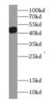 Actin Gamma 1 antibody, FNab03331, FineTest, Western Blot image 