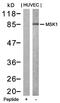 Ribosomal Protein S6 Kinase A5 antibody, orb14589, Biorbyt, Western Blot image 