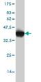 E1A Binding Protein P300 antibody, ab54984, Abcam, Western Blot image 