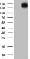 Erb-B2 Receptor Tyrosine Kinase 4 antibody, LS-C790453, Lifespan Biosciences, Western Blot image 