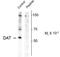 Solute Carrier Family 6 Member 3 antibody, PA5-35414, Invitrogen Antibodies, Western Blot image 