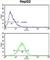 Aminomethyltransferase antibody, abx032968, Abbexa, Western Blot image 