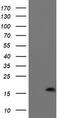 P53 And DNA Damage Regulated 1 antibody, M13826, Boster Biological Technology, Western Blot image 