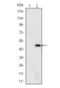 Ataxin 1 antibody, NBP1-51689, Novus Biologicals, Western Blot image 