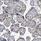 Complement C5 antibody, HPA029339, Atlas Antibodies, Immunohistochemistry paraffin image 