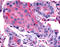 Frizzled Class Receptor 2 antibody, TA340910, Origene, Immunohistochemistry frozen image 